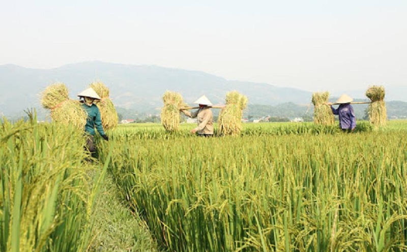 Cánh đồng Mường Thanh