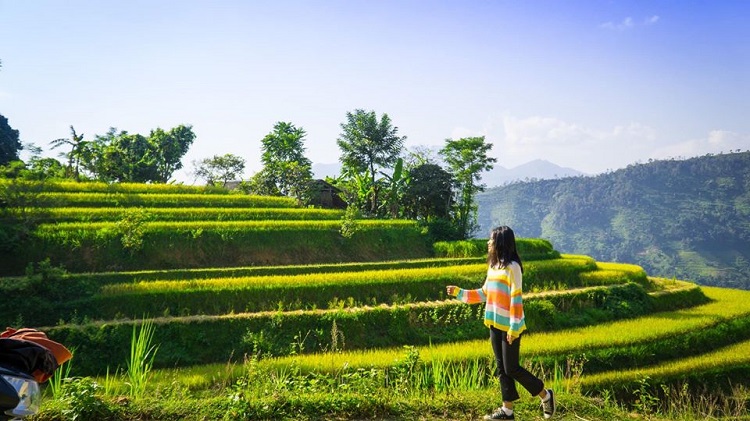 Hoàng Su Phì Hà Giang, những nấc thang lên thiên đường