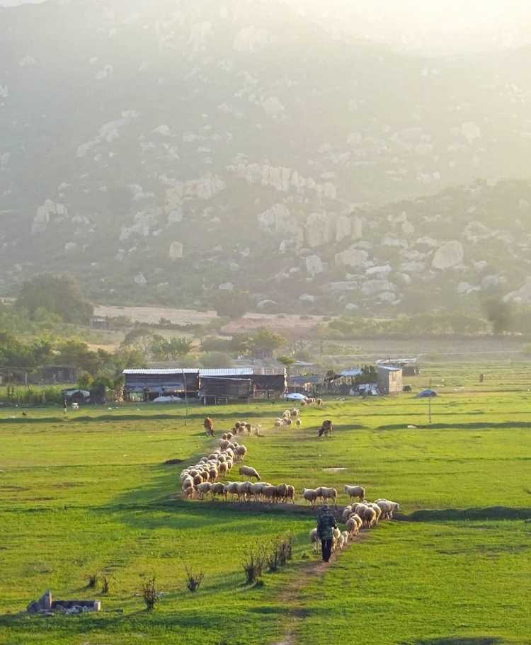 Đồng Cừu An Hòa Ninh Thuận