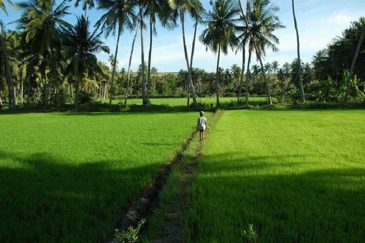 Đầu nguồn suối là cánh đồng xanh tươi giữa một vùng trời cát