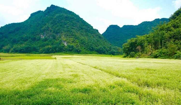 Thung lũng hoa Bắc Sơn Lạng Sơn, thiên đường sống ảo muôn sắc màu