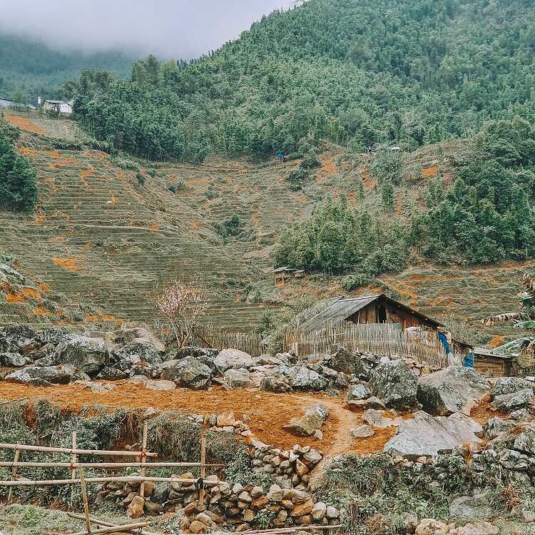 Bạch Mộc Lương Tử