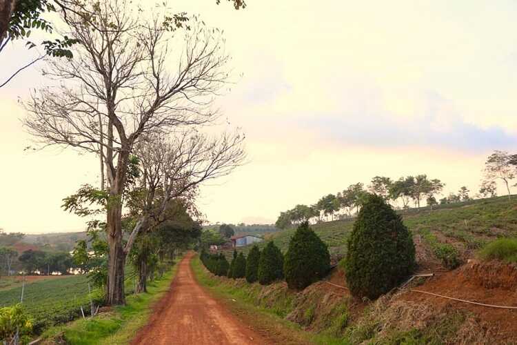 Đồi chè Tâm Châu