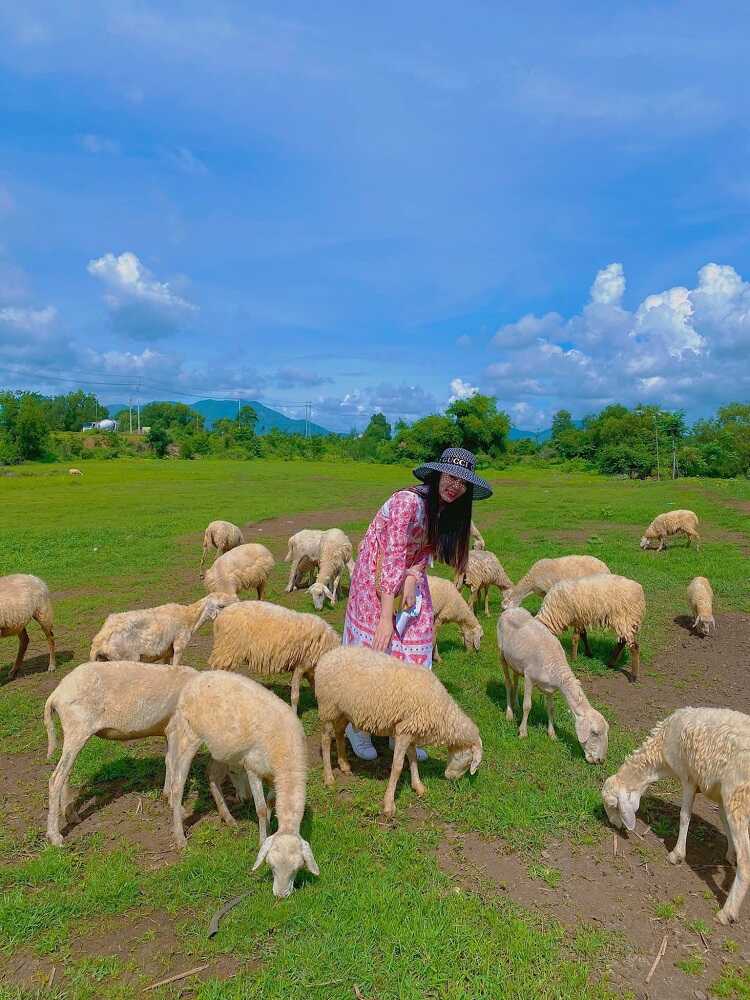 Đồi Cừu Suối Nghệ