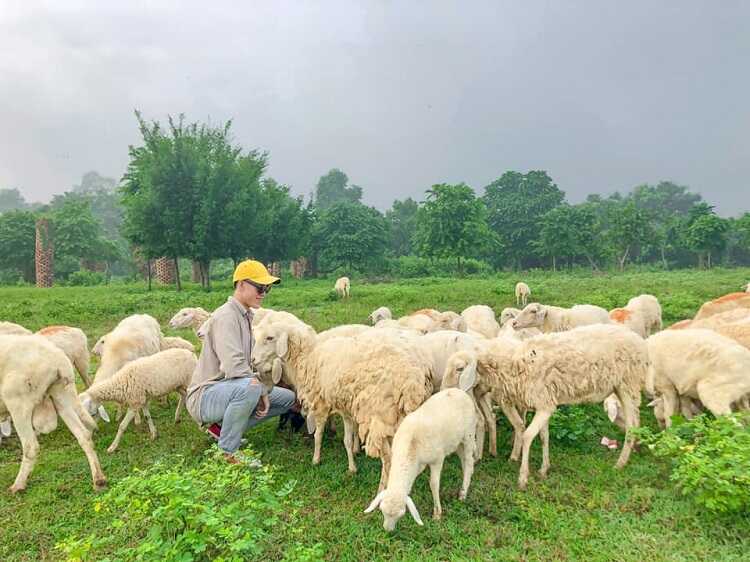 Đồi Cừu Suối Nghệ