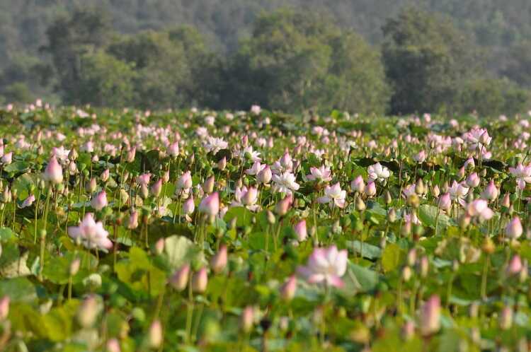 Khu bảo tồn Láng Sen