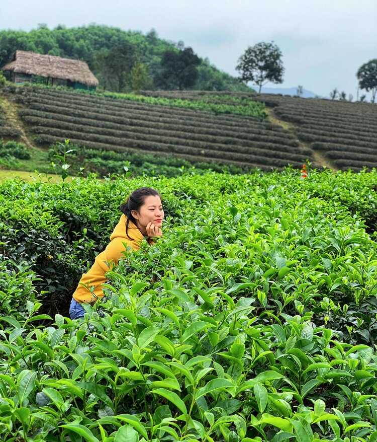 đồi chè Thanh Chương